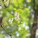 Flowering Tree by lynnz