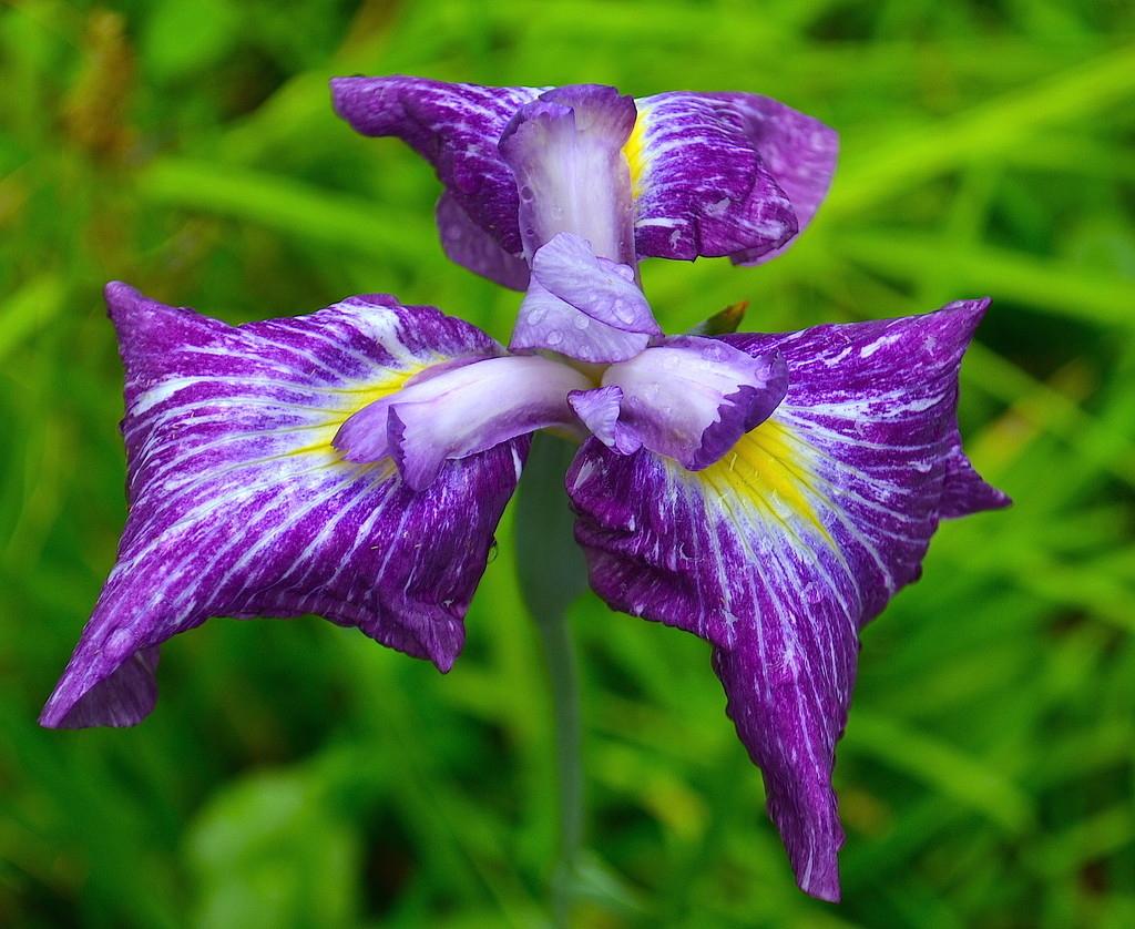 Iris by congaree