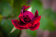 1st May 2018 - (Day 77) - Crimson Rose