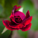 (Day 77) - Crimson Rose by cjphoto