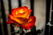 3rd May 2018 - (Day 79) - Rose On Fire