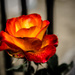 (Day 79) - Rose On Fire by cjphoto