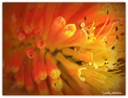 1st Jun 2018 - Red Hot Poker Macro..