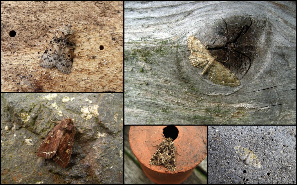 Garden moths 12 by steveandkerry