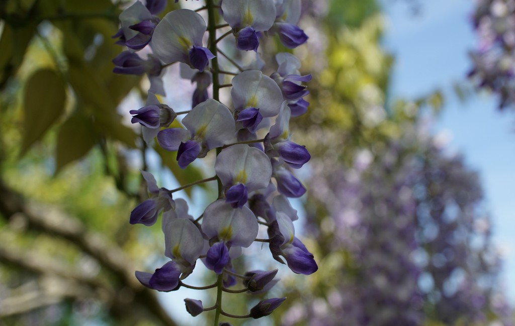wisteria and bokeh  second try by quietpurplehaze