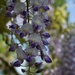 wisteria and bokeh  second try by quietpurplehaze