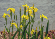 29th May 2018 - Yellow Water Irises 