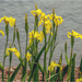 Yellow Water Irises  by pcoulson