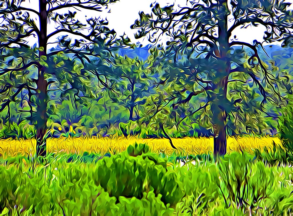 Van Gogh Trees by janeandcharlie