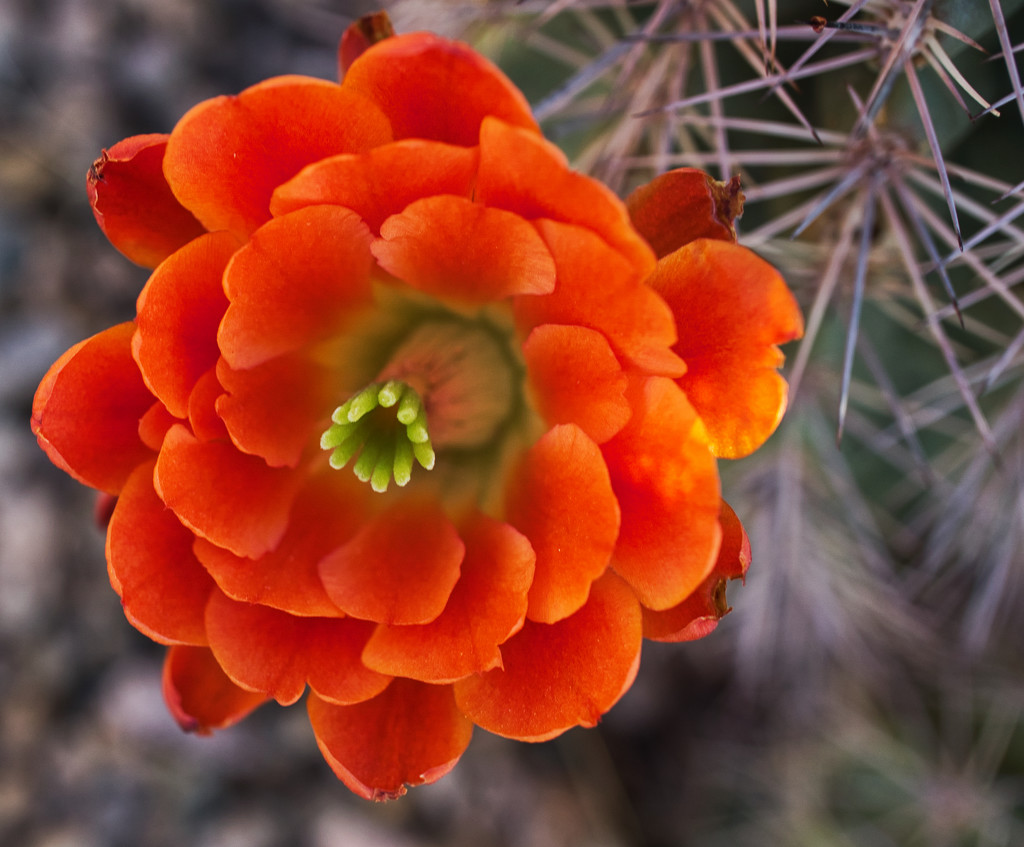 Blooming Desert by eudora