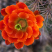Blooming Desert by eudora