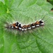 Yellow-tail moth caterpillar by julienne1