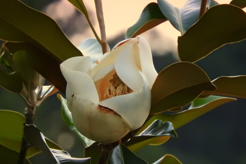 Magnolia at Sunset by homeschoolmom