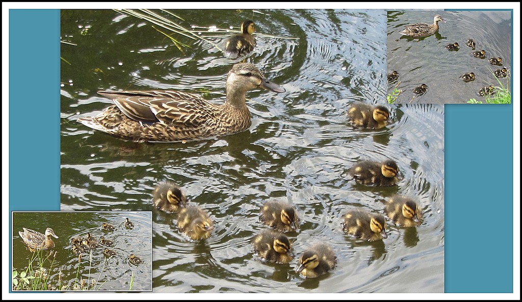 Ten ducklings and Mother Duck. Leeds and Liverpool canal. by grace55