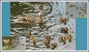 1st Jun 2018 - Ten ducklings and Mother Duck. Leeds and Liverpool canal.