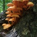 Mushroom hunting  by annymalla