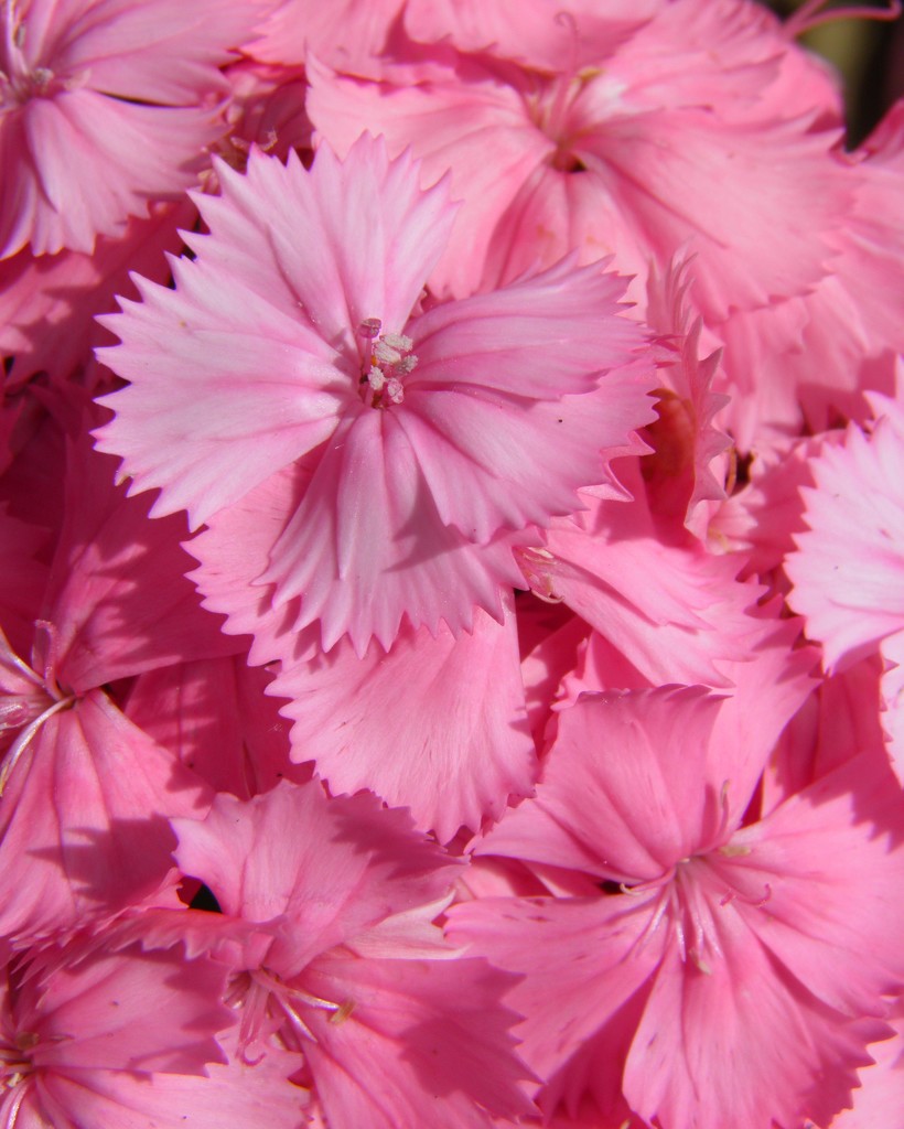 June 1: Pink Phlox by daisymiller