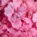June 1: Pink Phlox by daisymiller