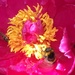 Bee in a Peony by cataylor41