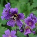 blue geranium and bee by quietpurplehaze