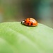 Ladybird by mattjcuk