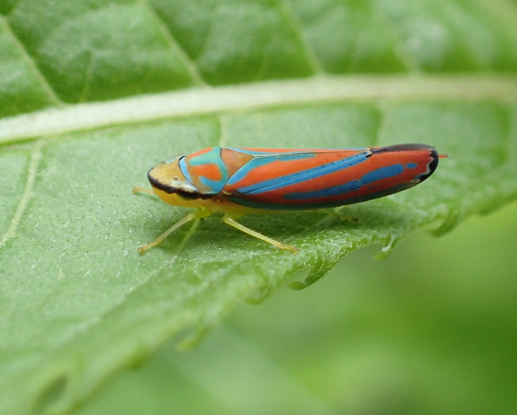 Leafhopper by cjwhite
