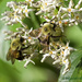 LHG_5135-Busy Bees by rontu