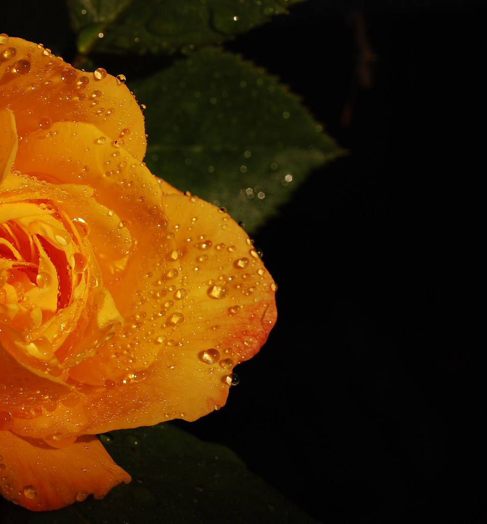 Yellow Rose by fbailey
