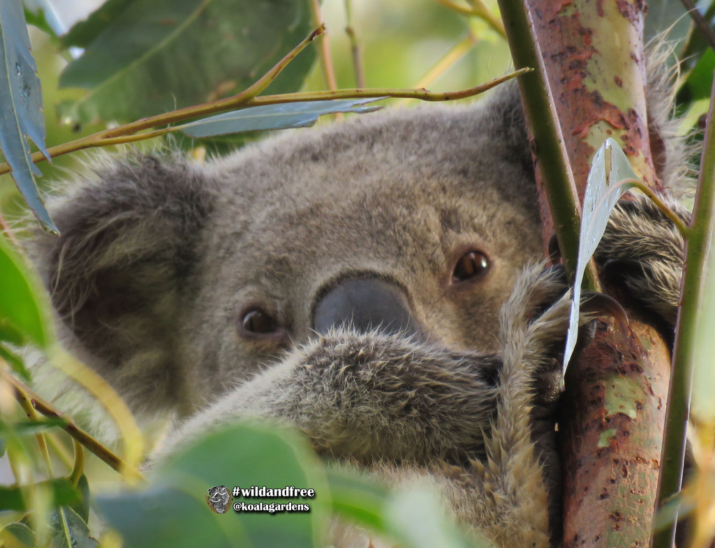 peeka by koalagardens