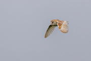 31st May 2018 - Barn Owl showing wonderful wing markings