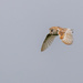Barn Owl showing wonderful wing markings by padlock
