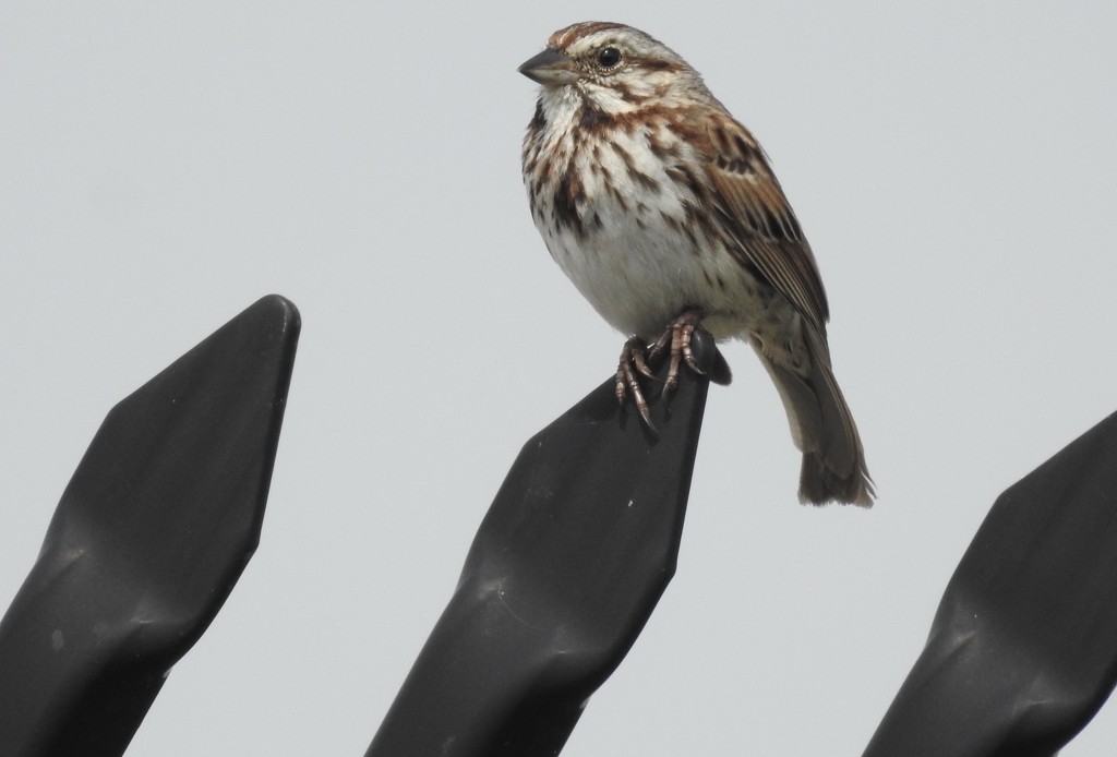 Song sparrow by amyk