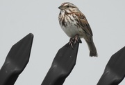 1st Jun 2018 - Song sparrow