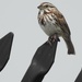 Song sparrow by amyk