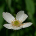 anemone portrait by rminer