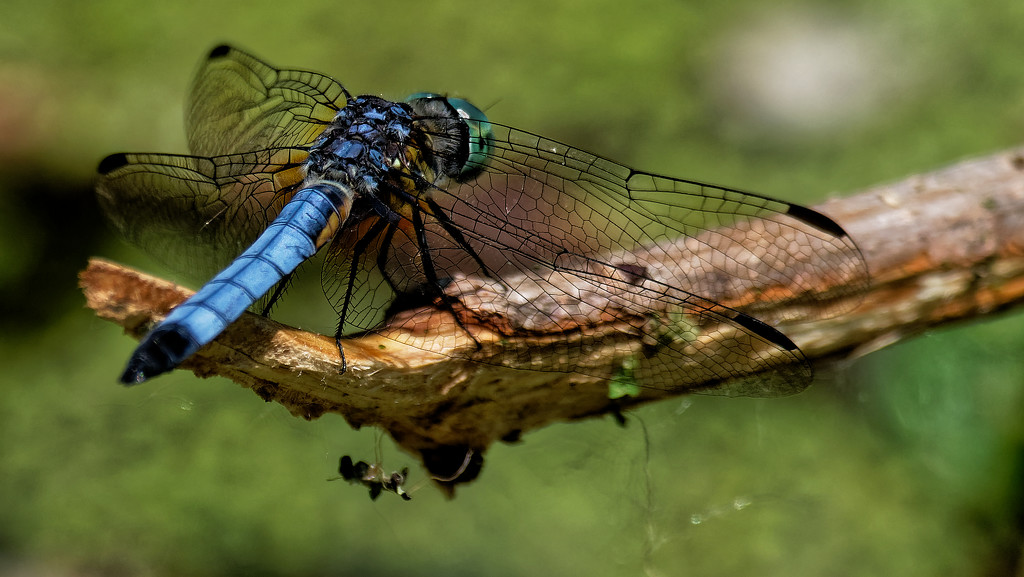 blue dragonfly wide by rminer