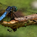 blue dragonfly wide by rminer