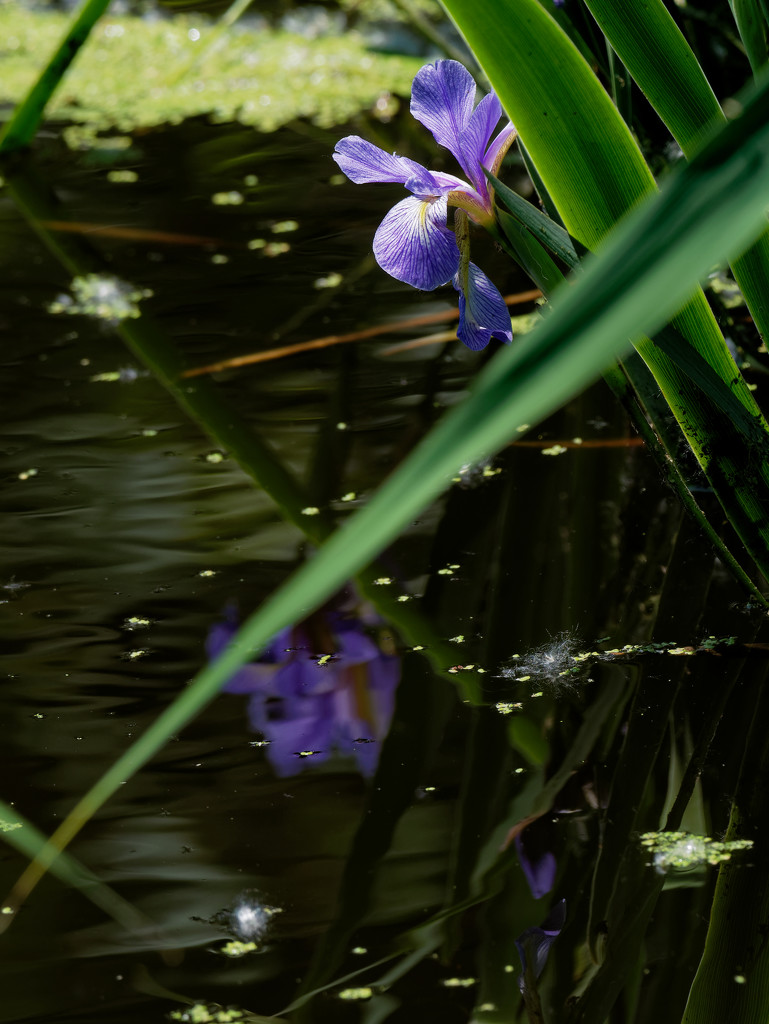 iris with reflection by rminer