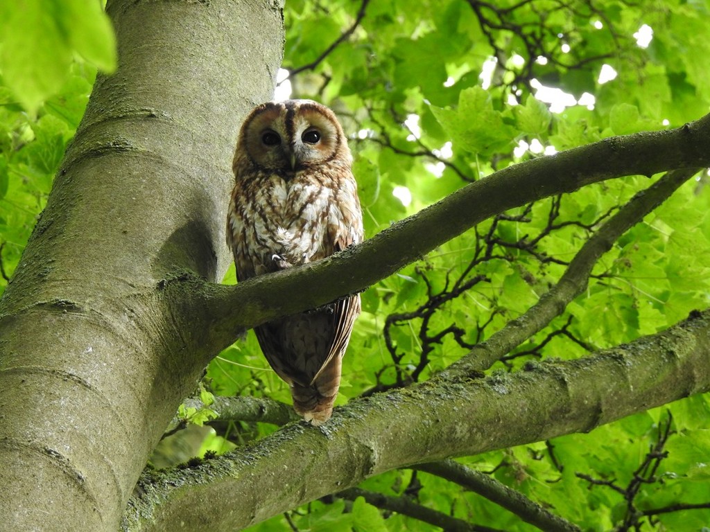 Tawny Owl by roachling