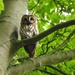 Tawny Owl by roachling
