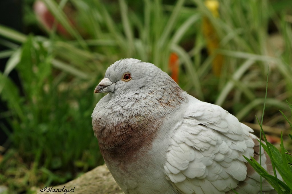 Pigeon  by radiogirl