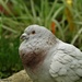 Pigeon  by radiogirl