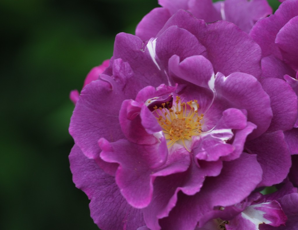 Purple rose by jacqbb