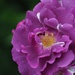 Purple rose by jacqbb