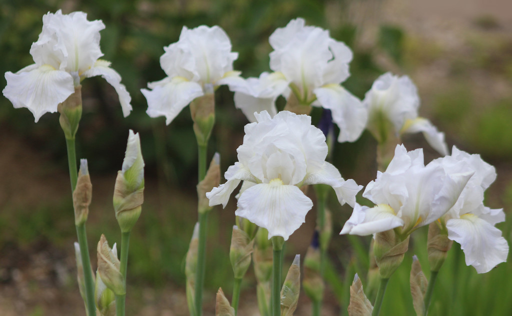 White Iris by paintdipper