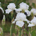 White Iris by paintdipper