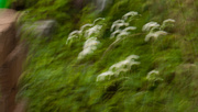 1st Jun 2018 - Sheep on the mountainside abstract