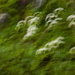 Sheep on the mountainside abstract by randystreat