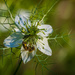 Bee and Nigella Damascena by haskar