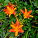 Day lilies by congaree